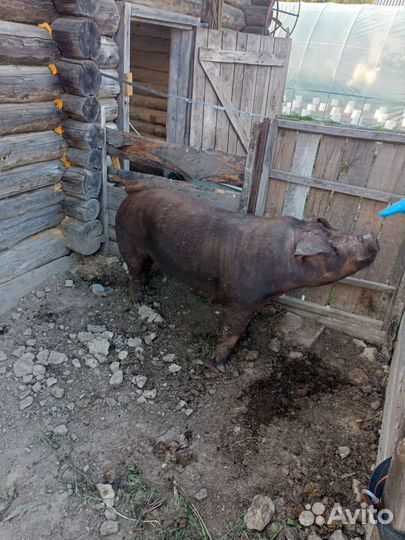 Услуги хряка