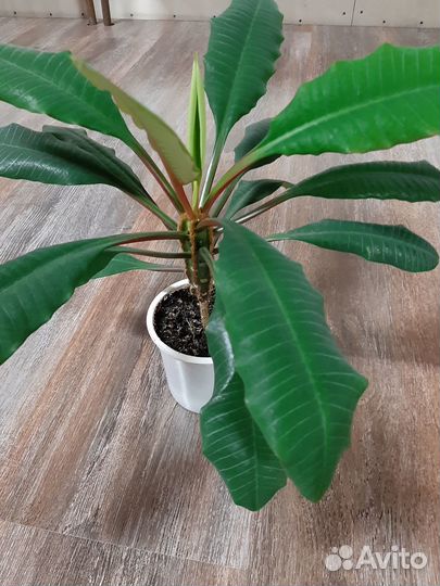 Комнатные цветы