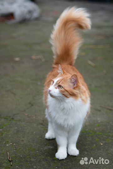 Котик ищет дом