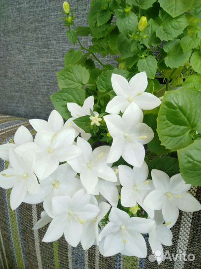 Кампанула (невеста), колокольчик Портеншлага