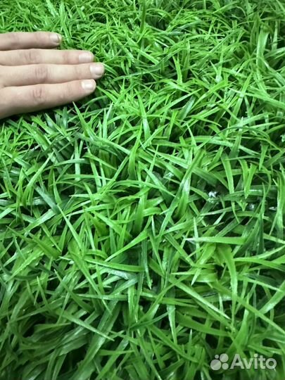 Самшитовый коврик