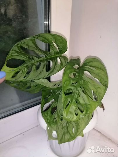 Филодендрон, монстера