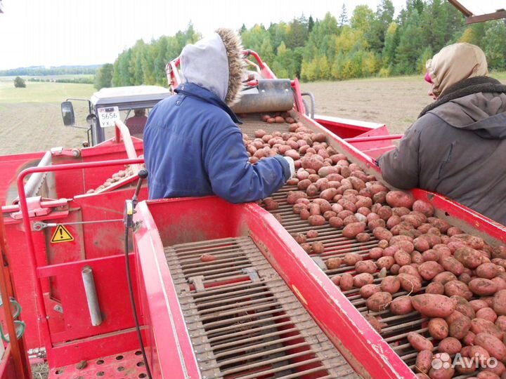 Картофель семенной сорт ред соня