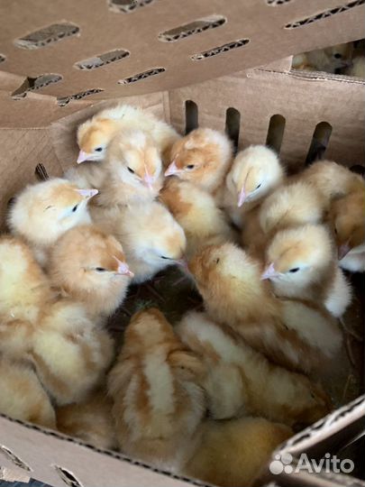 Цыплята бройлеры суточные