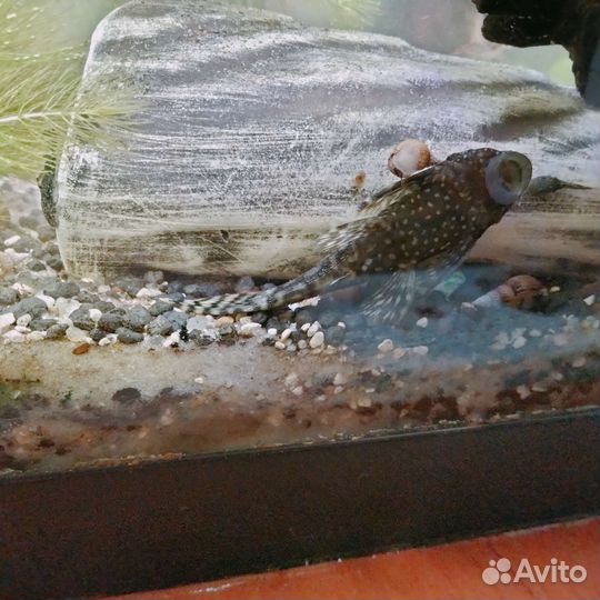 Аквариумные растения и животные