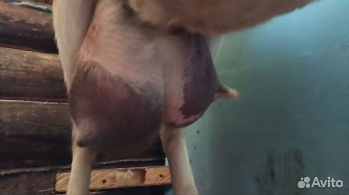 Коза дойная альпийская