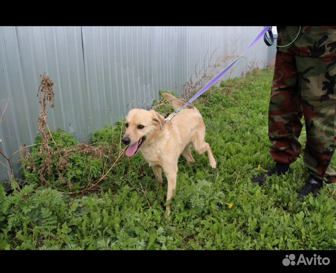 Пес в добрые руки