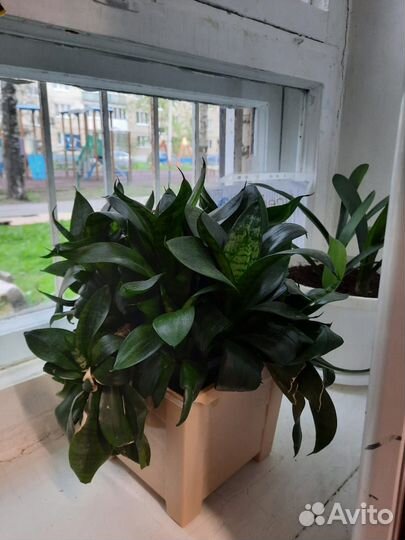 Комнатные цветы
