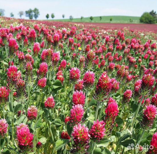 Клевер красный. Семена оптом