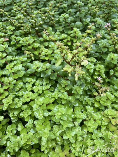 Очиток седум (ковер из растений)