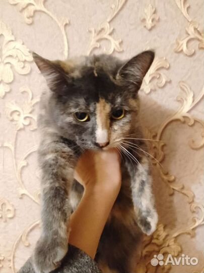 Кошка в дар