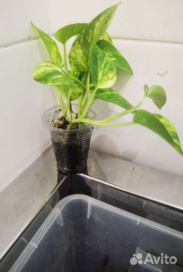 Сциндапсус