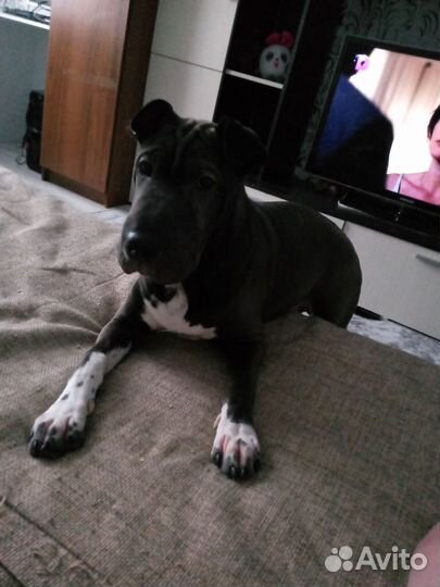 Собака в добрые руки