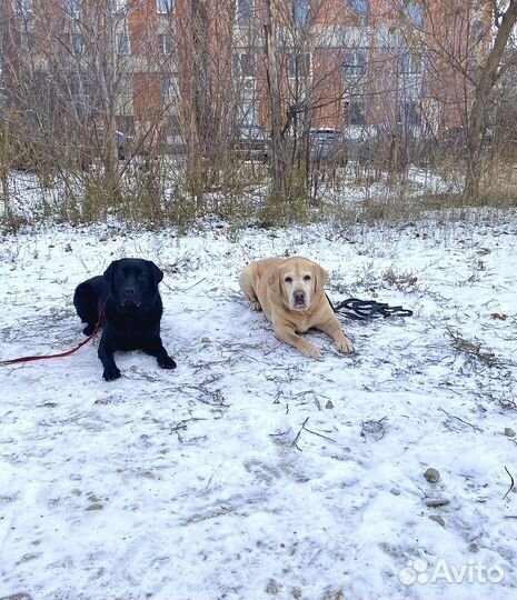 Кинолог/воспитание собак/дрессировка собак