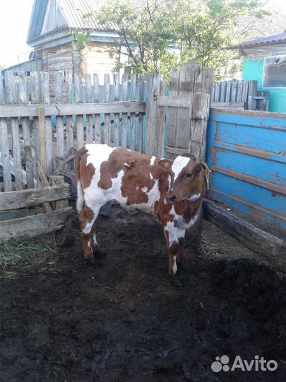 Тёлки 8 и 6 месяцев