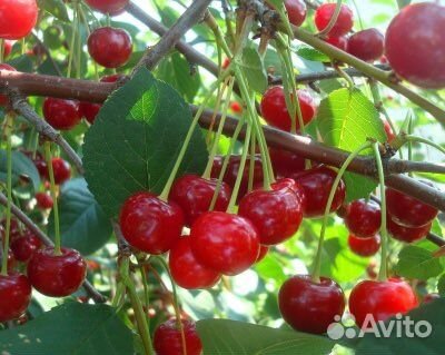 Саженцы низкорослой вишни Норд Стар