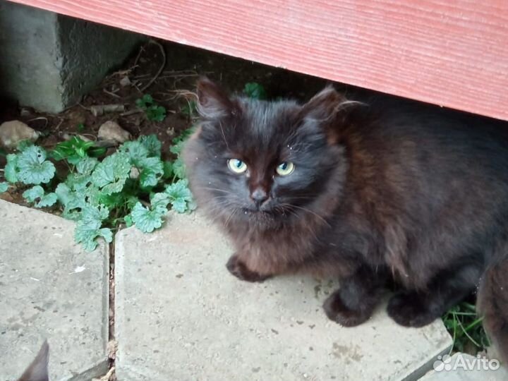 Котята ищут дом