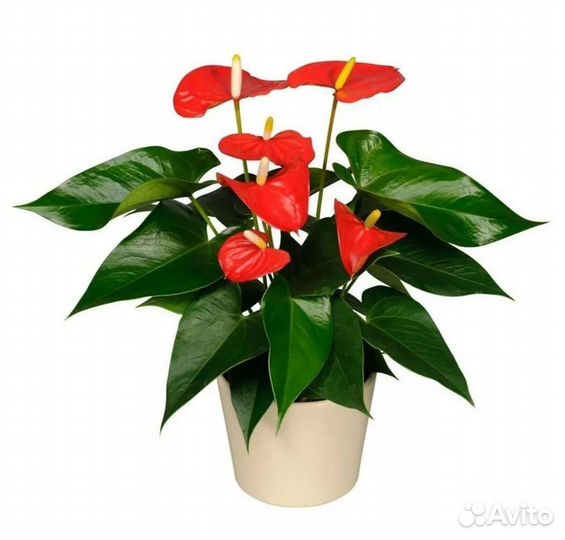 Антуриум разные сорта