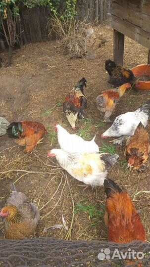 Петухи брама и куры брам,помесь брама