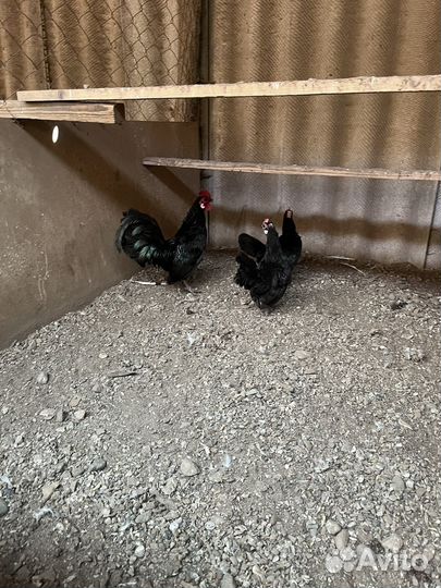 Инкубационное яйцо