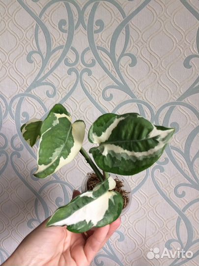 Эпипремнум, сингониум