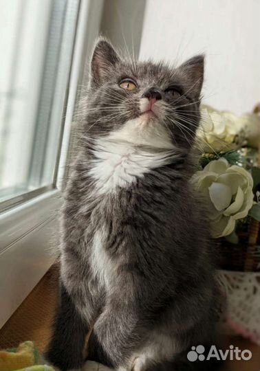 Котята от британской кошки