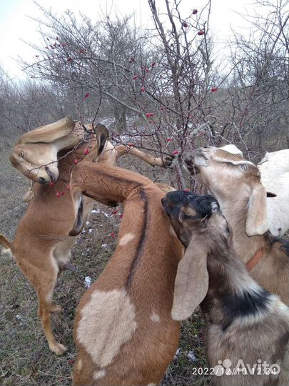 Продаю нубийских коз