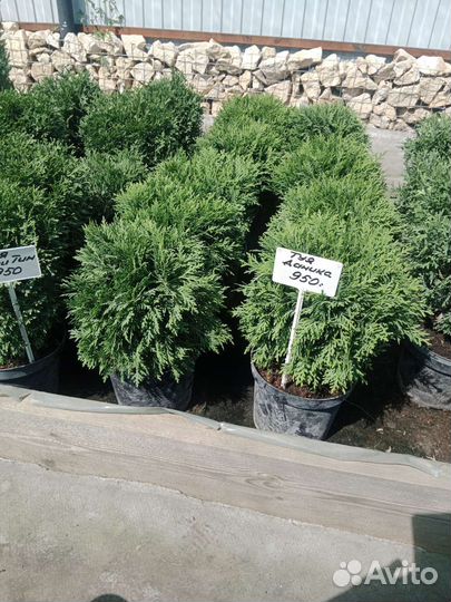 Туя шаровидная Хозери,Даника,Тайни Тим