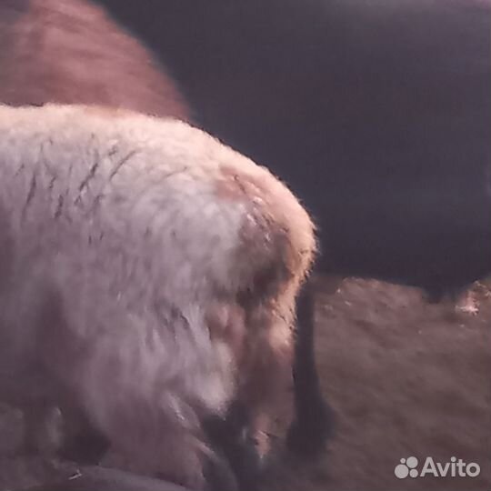 Баранчики 2024 год. всех сразу