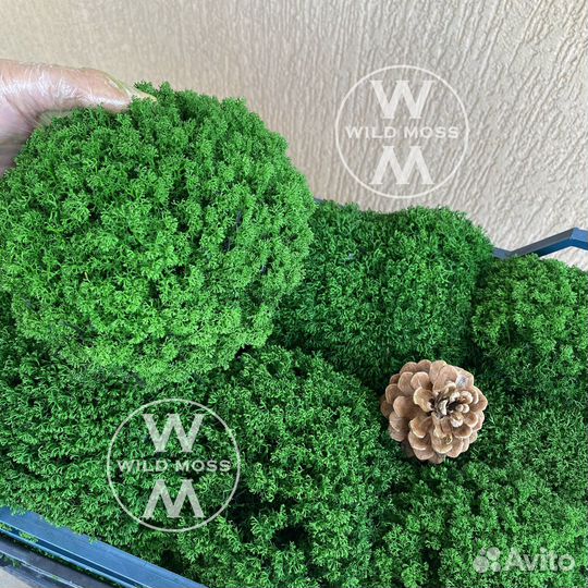 Декоративный стабилизированный мох