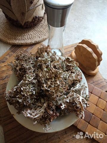 Исландский мох (цетрария)