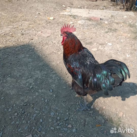 Домашняя птица
