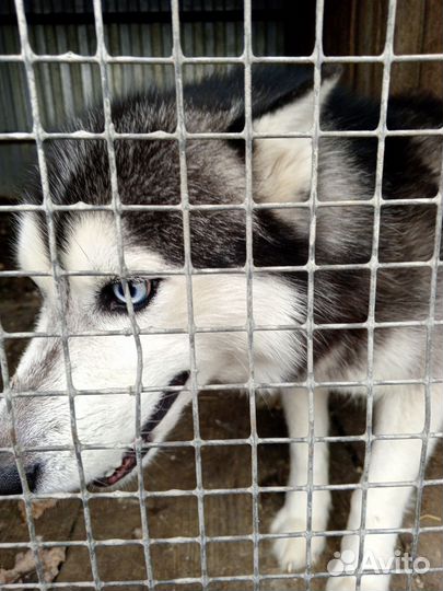 Собака в добрые руки отдам бесплатно