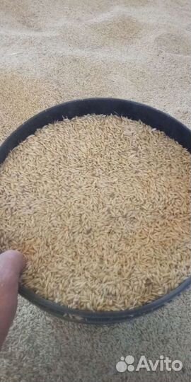 Ячмень в мешках свежий урожай доставка
