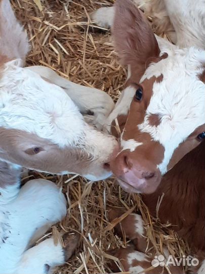 Бычки телята