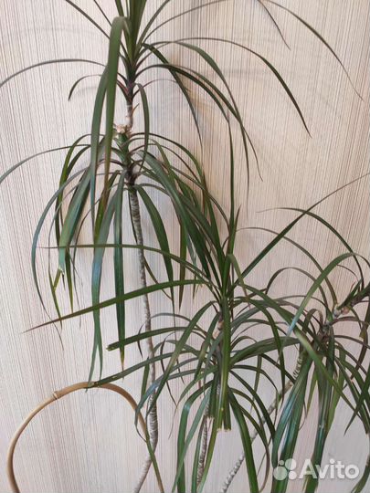 Комнатный цветок Драцена