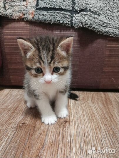 Отдам в добрые руки котики