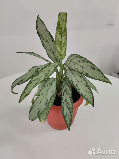 Аглаонема сильвер квин