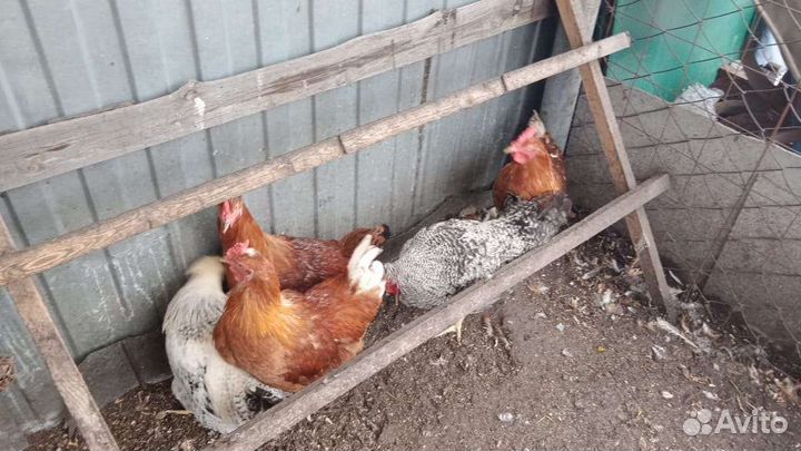 Петух карликового кохинхина