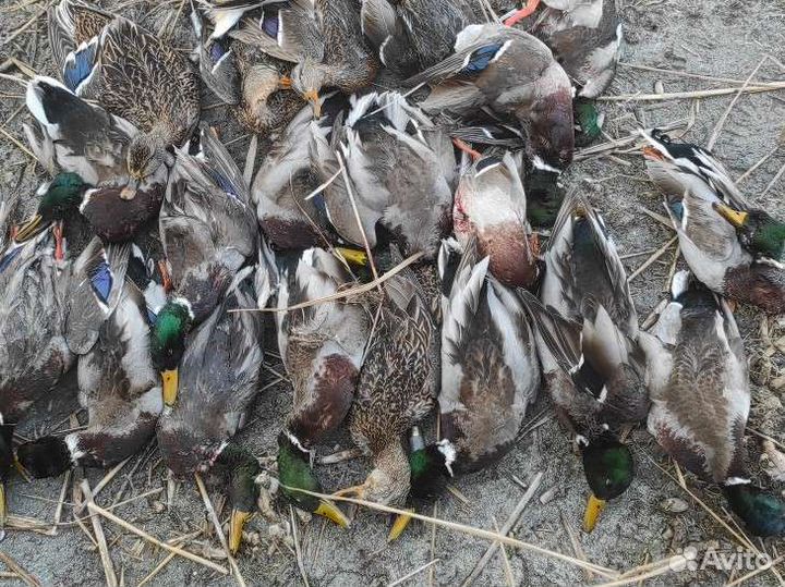 Охота на утку, рыбалка на хищника (щука)