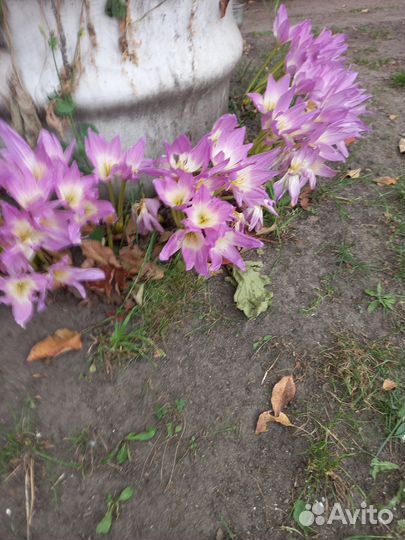 Семена цветов,клубни,луковки