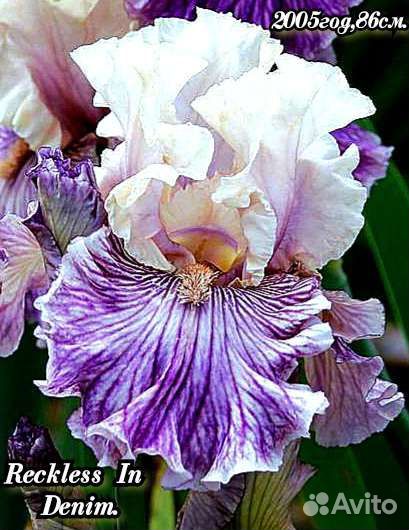 Ирисы бородатые набор-10