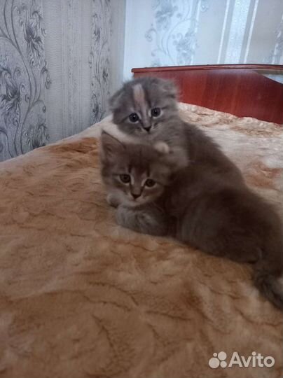 Шотландская вислоухая