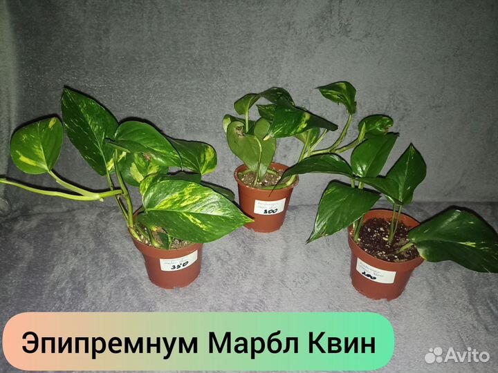 Эпипремнум ауреум, Марбл Квин