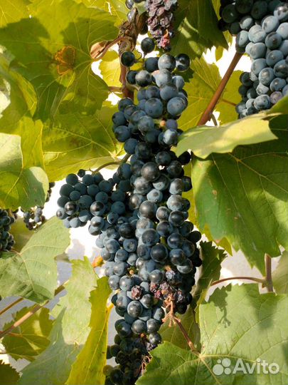 Саженцы винного винограда маркетт