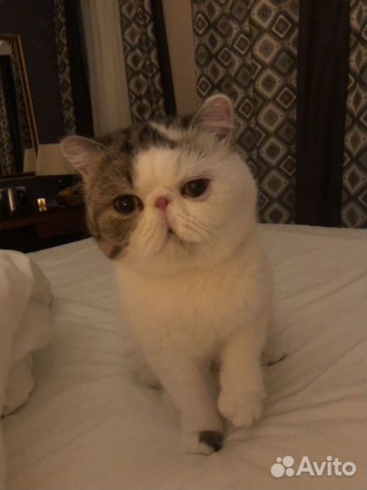 Экзотический кот