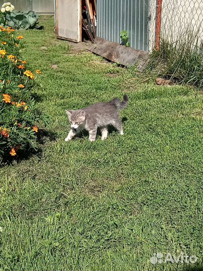 Котята от кошки крысоловки