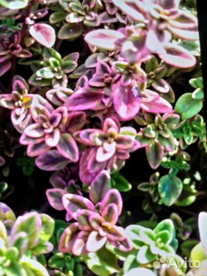 Лаванда. Пряные травы редкого вида