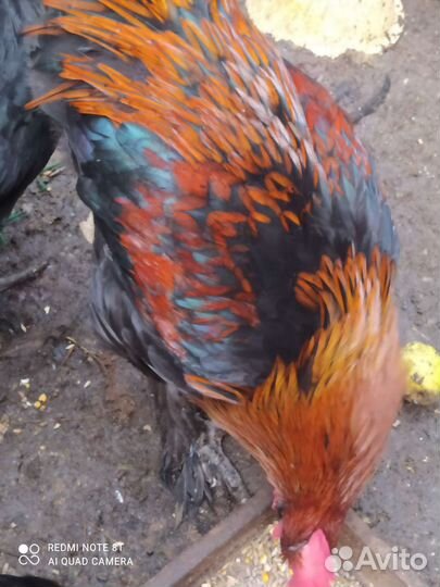 Куры молодки