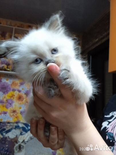 Невская маскарадная